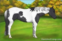 Horse Color:Black Tobiano