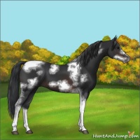 Horse Color:Brown Tobiano Frame 