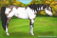 Horse Color:Bay Roan Frame 