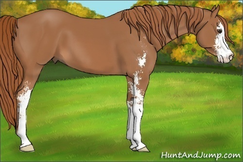Horse Color:Chestnut Sabino