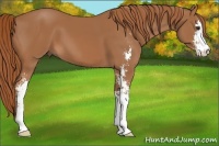 Horse Color:Chestnut Sabino