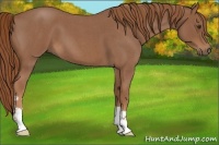 Horse Color:Red Roan 