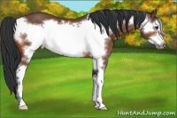 Horse Color:Bay Sabino Frame 