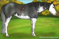 Horse Color:Black Sabino Splash