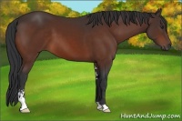 Horse Color:Brown Sabino 