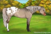 Horse Color:Silver Brown Dun Appaloosa 