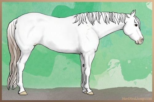 Horse Color:Black Pearl Sabino Rabicano 