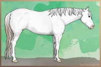 Horse Color:Black Pearl Sabino Rabicano 