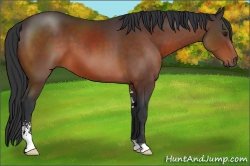 Horse Color:Brown Sabino