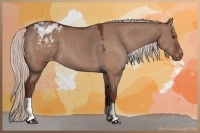 Horse Color:Chocolate Silver Brown Dun Appaloosa 