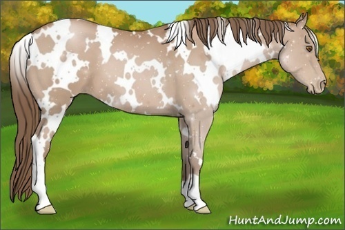 Horse Color:White Spotted Black Pearl