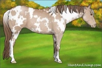 Horse Color:White Spotted Black Pearl 