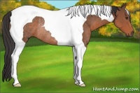 Horse Color:Bay Tobiano Rabicano 