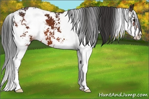 Horse Color:Brown Sabino 