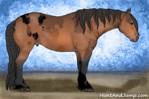 Horse Color:Void Bay Roan Appaloosa  and Void Bay Tobiano 