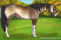 Horse Color:Bay Onyx 