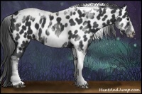 Horse Color:White Spotted Black Splash Tobiano Frame Appaloosa 