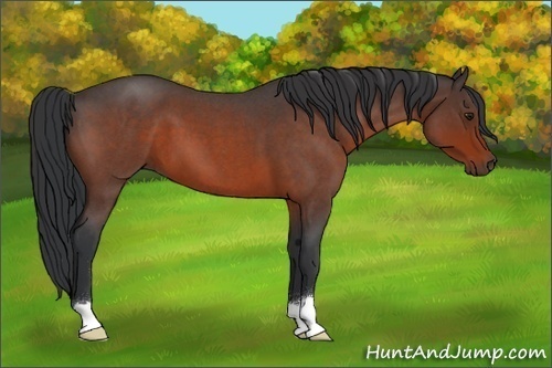 Horse Color:Brown Roan 