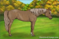 Horse Color:Chocolate Palomino Roan