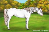 Horse Color:Liver Chestnut Sabino Splash Frame Appaloosa 