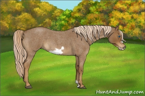 Horse Color:Chocolate Palomino Roan Frame 
