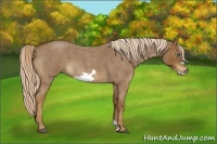 Horse Color:Chocolate Palomino Roan Frame 