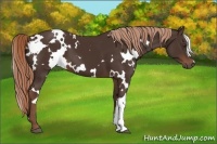 Horse Color:White Spotted Liver Chestnut 