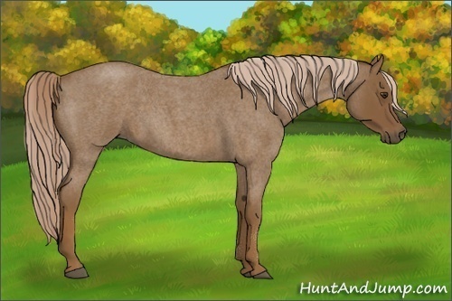 Horse Color:Chocolate Palomino Roan 