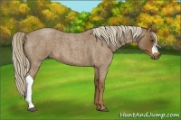 Horse Color:Chocolate Palomino Roan 