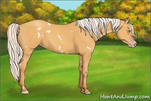 Horse Color:White Spotted Silver Amber Cream Champagne