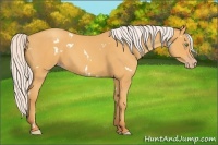 Horse Color:White Spotted Silver Amber Cream Champagne 