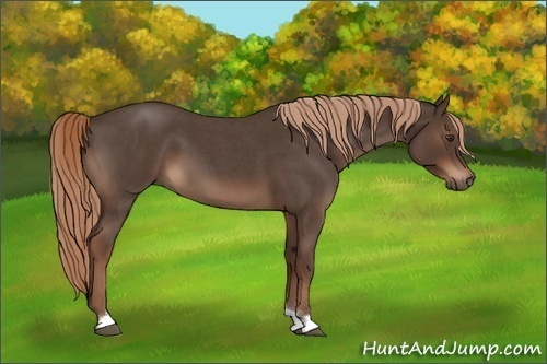 Horse Color:Liver Red Roan 