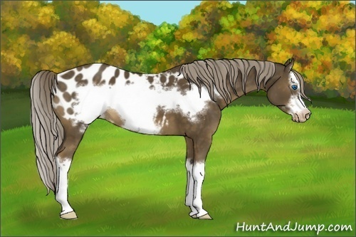 Horse Color:Chocolate Palomino Sabino Splash Frame Appaloosa