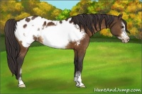 Horse Color:Buckskin Sabino Frame Near Leopard