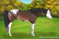 Horse Color:Bay Roan Sabino Splash Appaloosa 