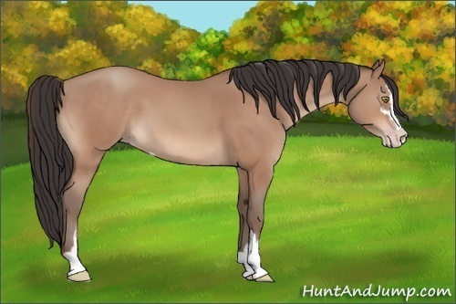 Horse Color:Amber Champagne Sabino