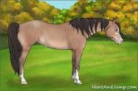 Horse Color:Amber Champagne Sabino 
