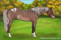 Horse Color:Silver Bay Roan Varnish 