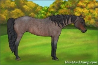 Horse Color:Brown Roan