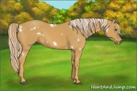 Horse Color:White Spotted Palomino 