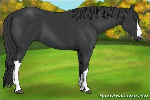 Horse Color:Black 