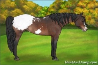 Horse Color:Brown Roan Frame Appaloosa 