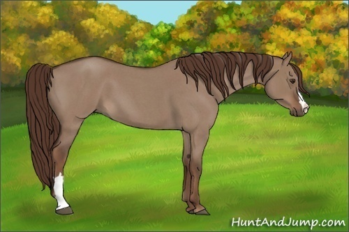 Horse Color:Liver Red Dun Roan