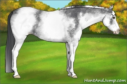 Horse Color:White Spotted Blue Roan