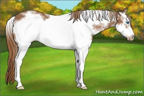 Horse Color:White Spotted Chestnut Frame Appaloosa 