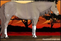 Horse Color:Platinum Chestnut