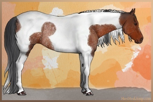 Horse Color:Brown Tobiano Rabicano