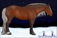 Horse Color:Silver Brown Sabino Rabicano