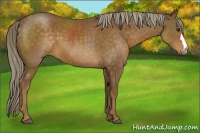Horse Color:Chocolate Palomino 