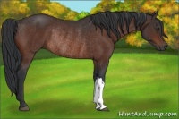 Horse Color:Bay Rabicano 